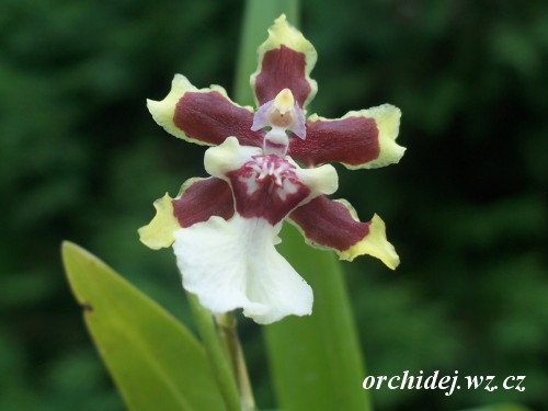 Oncidium Cleo Pride